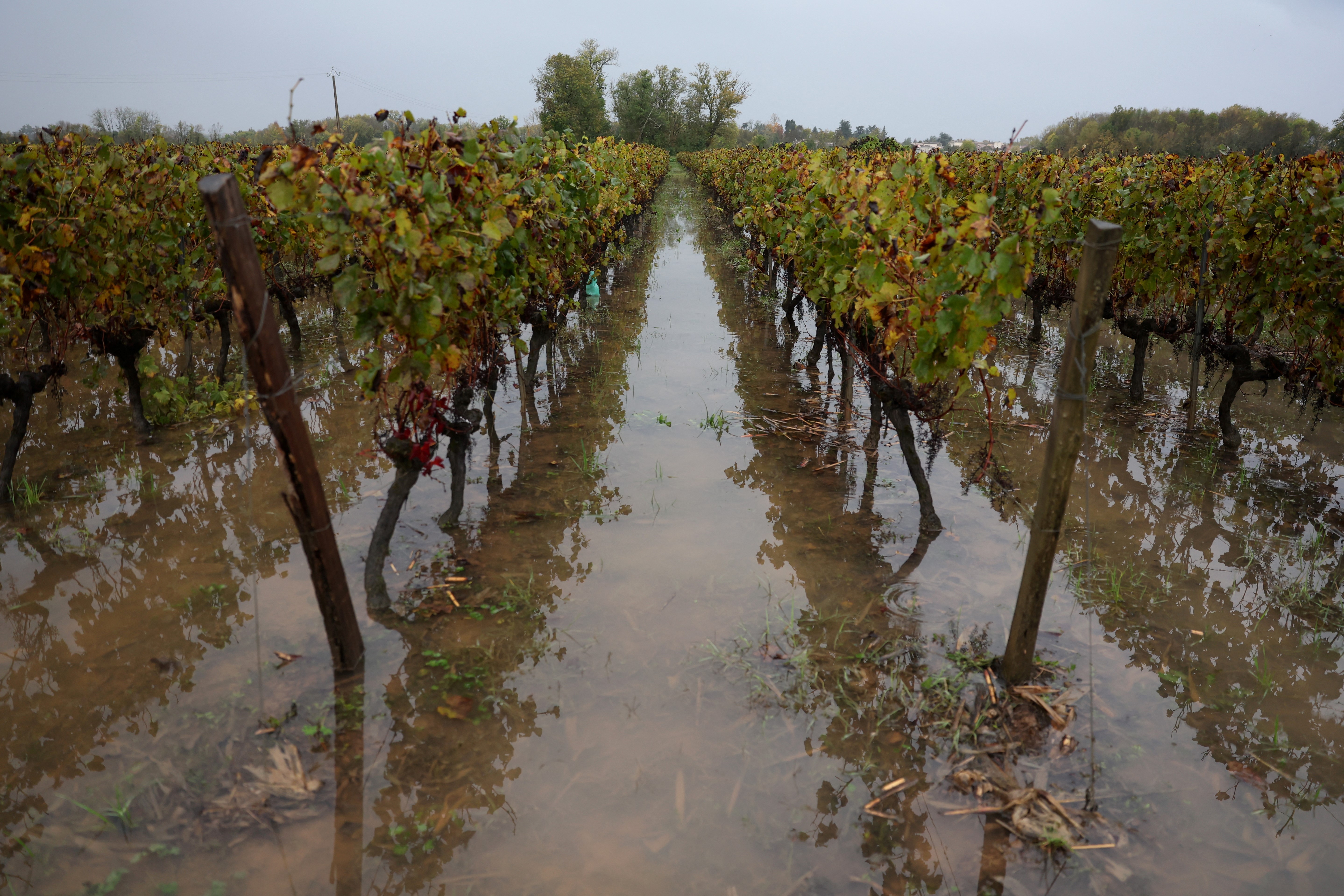 França prevê forte redução da produção de vinho em 2024