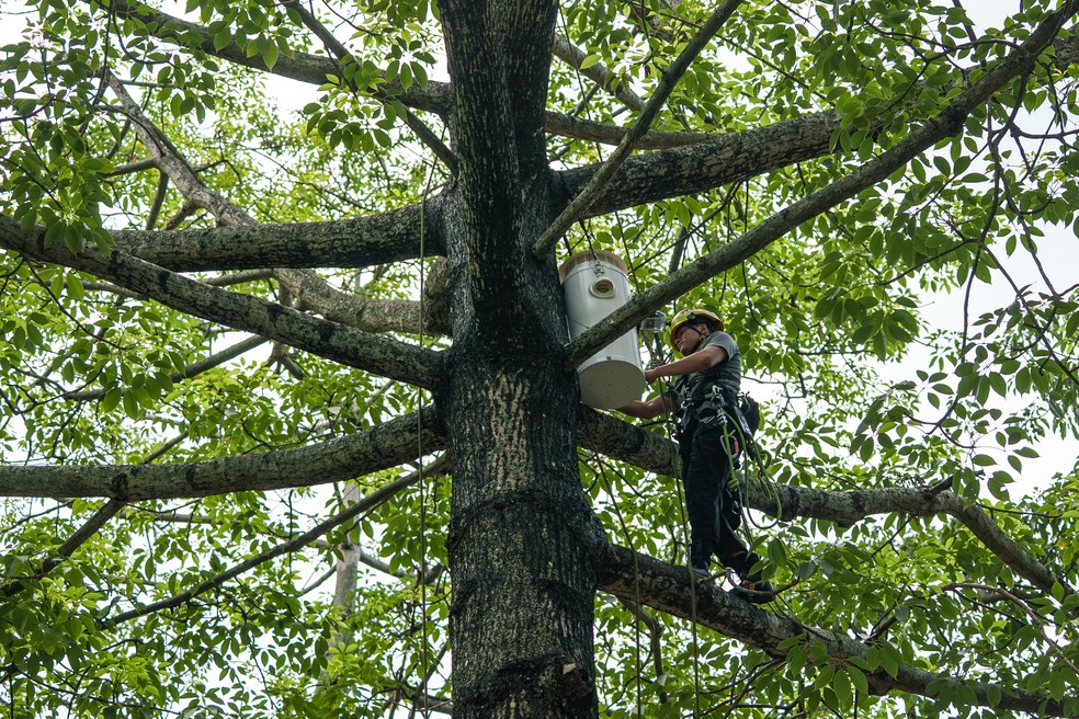 O designer Harry Wong instala um ninho artificial para cacatuas-de-crista-amarela em uma árvore no Victoria Park, em Causeway Bay, Hong Kong — Foto: YAN ZHAO / AFP