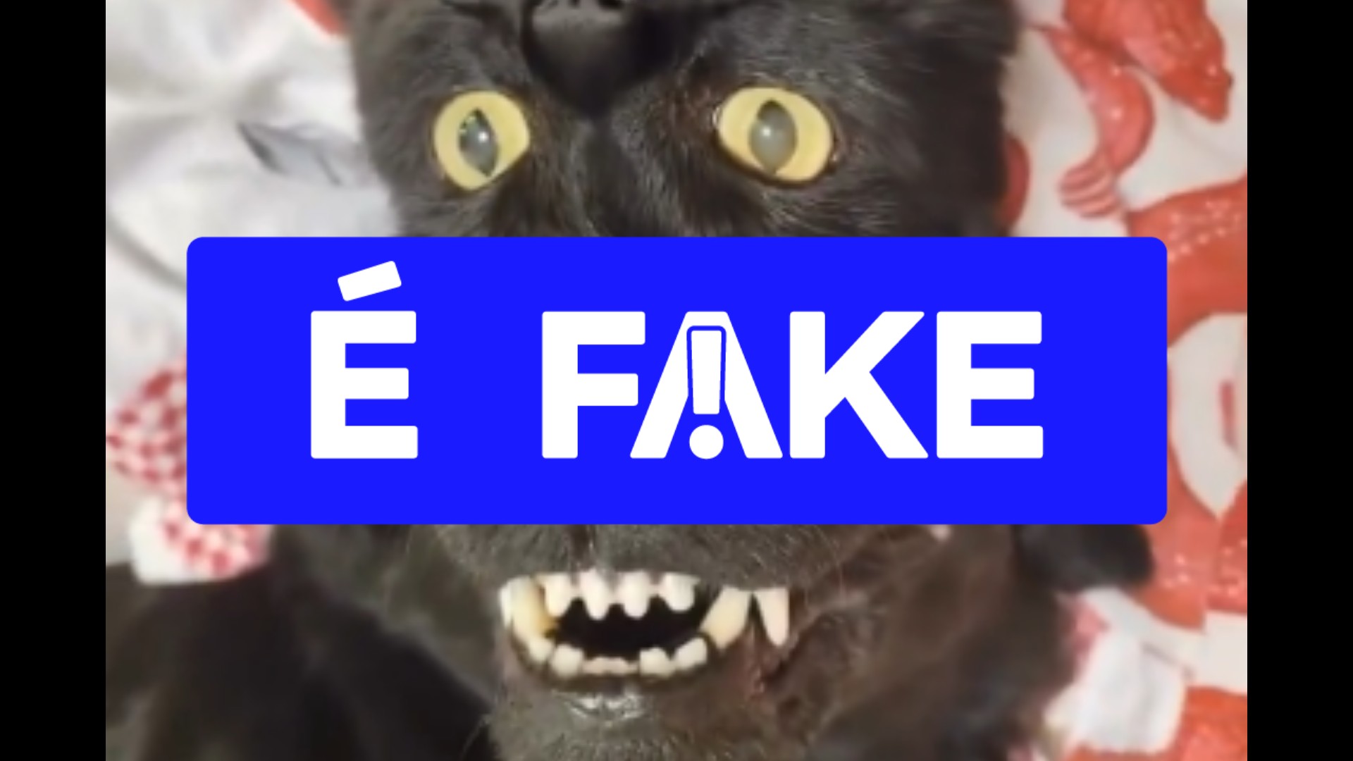 É #FAKE vídeo viral de ilusão de ótica com cão e gato de pon