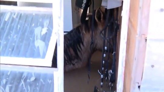 Cavalos presos em casa com água até o pescoço morrem em Canoas, no RS