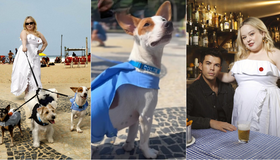 Pets escalados para fotografar com elenco de 'Bridgerton' no Rio são 'veteranos' da TV 