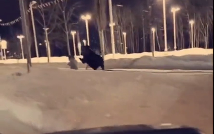 Mulher leva cachorro para passear no Alasca e é atacada por alce; vídeo