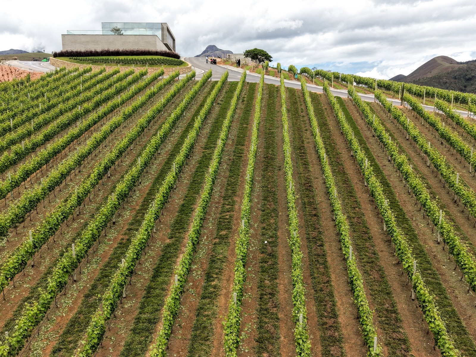 Maturano produces white, rosé and red wines — Photo: Gabriel de Paiva/ Agência O Globo