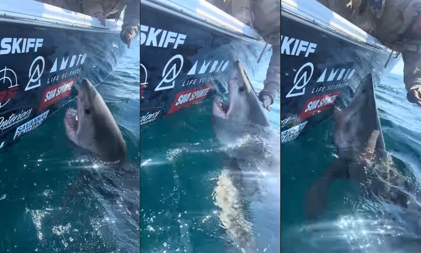 Vídeo: tubarão-branco se aproxima de barco, e mulher encosta em animal, que reage