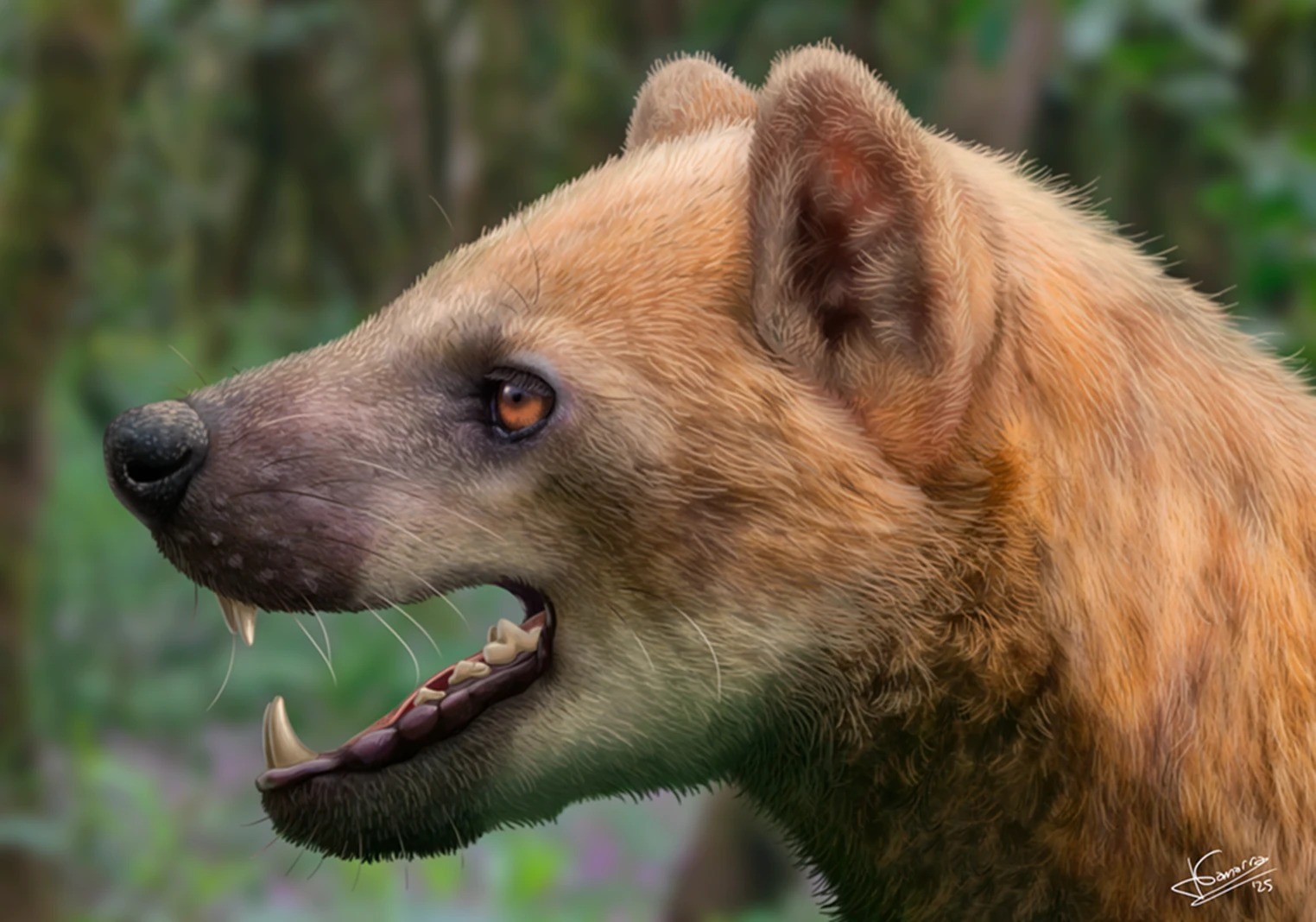 Nova espécie de ‘cão-urso’ é identificada a partir de fóssil guardado por décadas em museu na Espanha; entenda