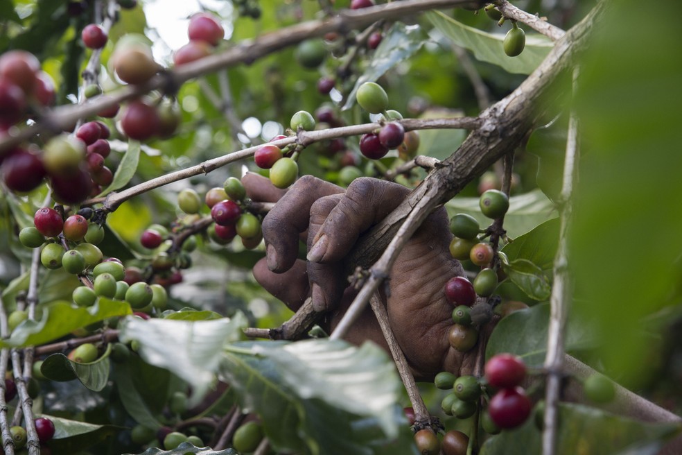 Plantação de café — Foto: Nadia Sussman/Bloomberg