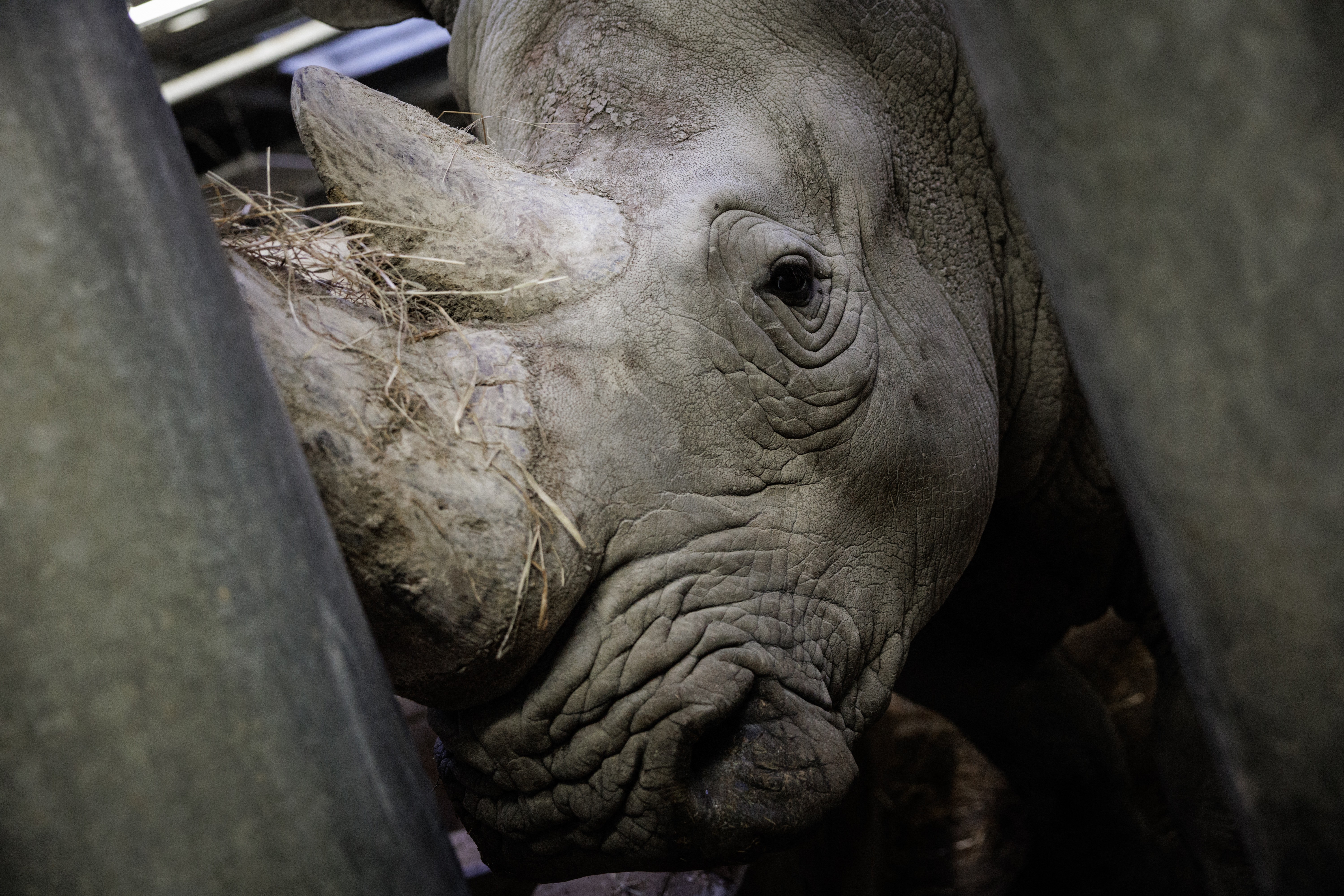 Rinoceronte-branco do zoológico de Paris é transferido para o México para preservar a diversidade genética da espécie; entenda