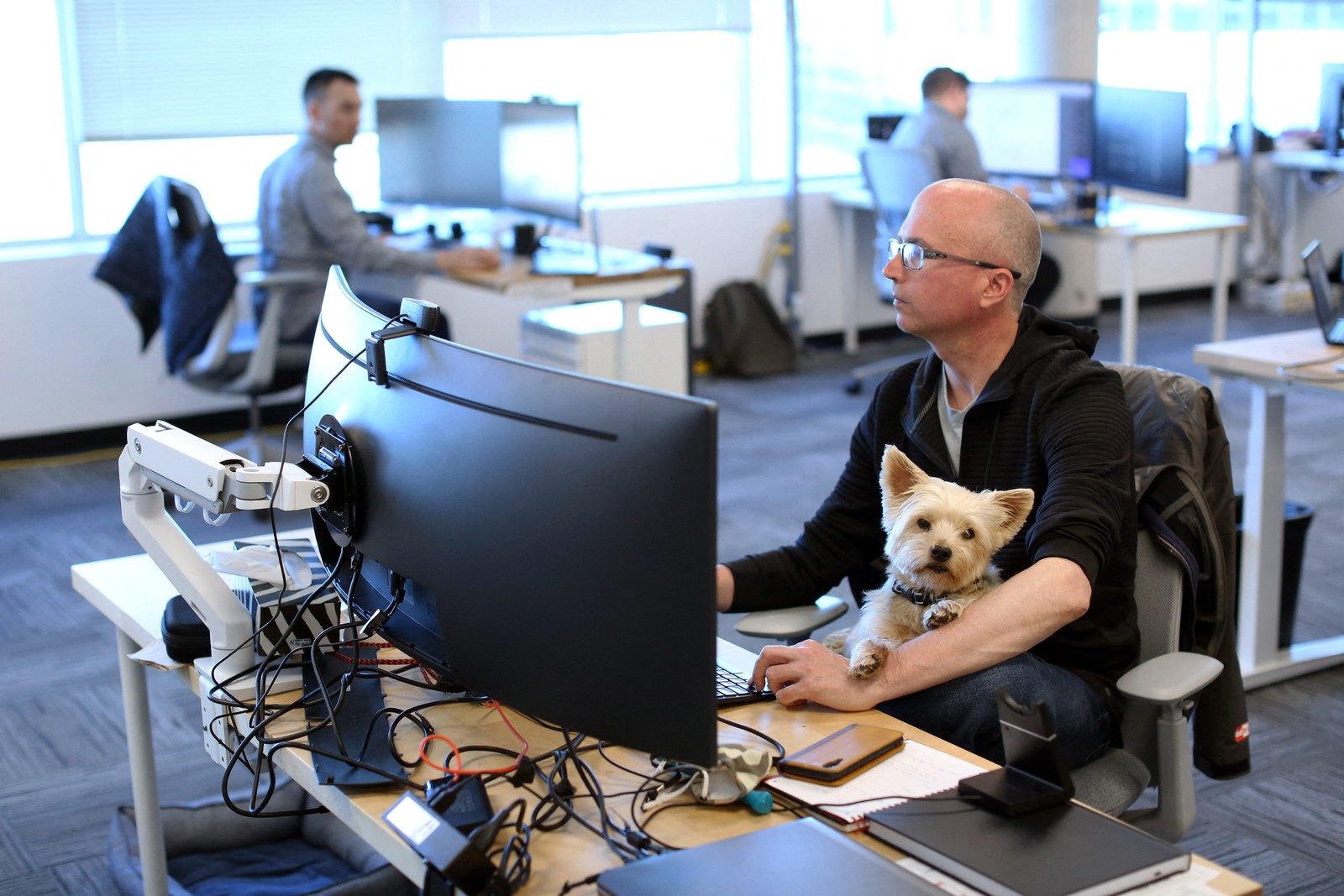 Samson, um yorkshire Terrier trabalha no colo de seu dono Trevor Watt, gerente de controle de projetos na Chandos and Bird, em OttawaAFP