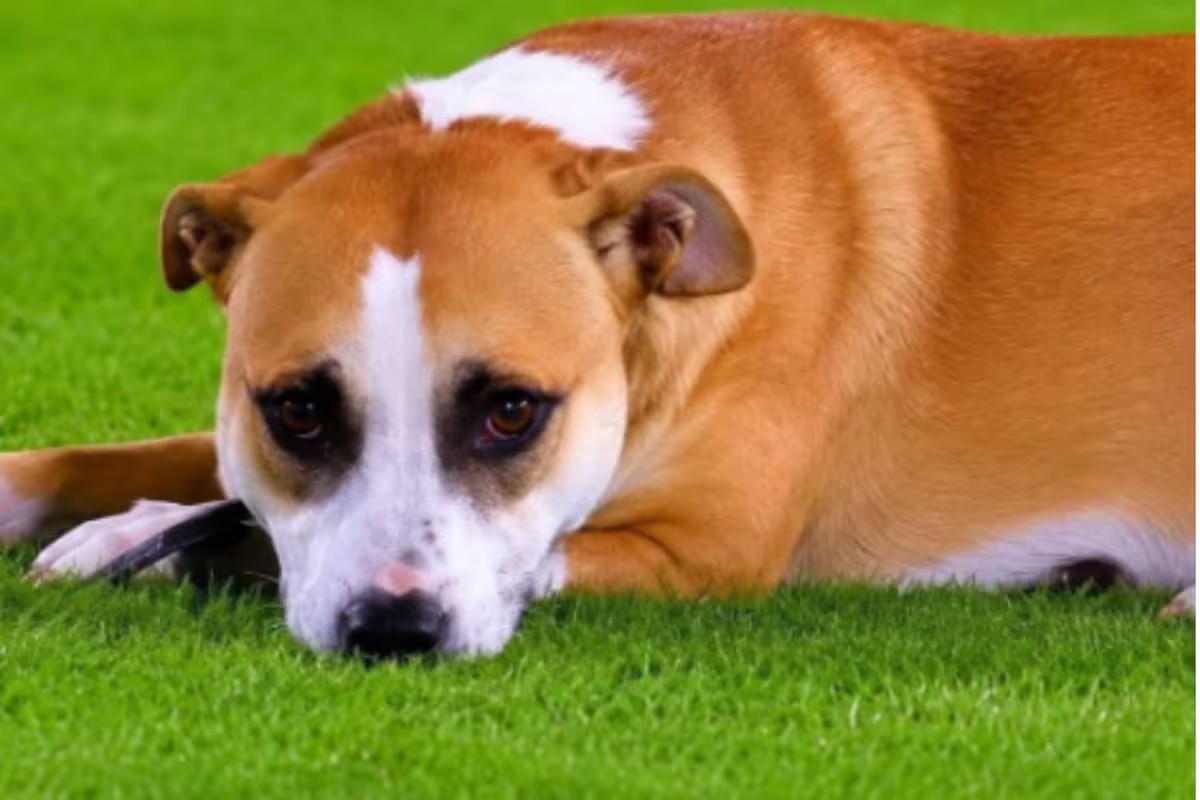 Conheça Dexter, cachorro que se tornou um símbolo da seleção