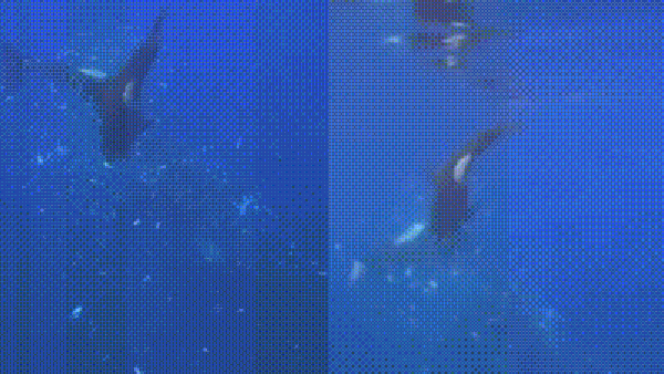 Orcas nos EUA despedaçam peixe-lua de até duas toneladas em comportamento nunca registrado — Foto: Reprodução/Redes Sociais