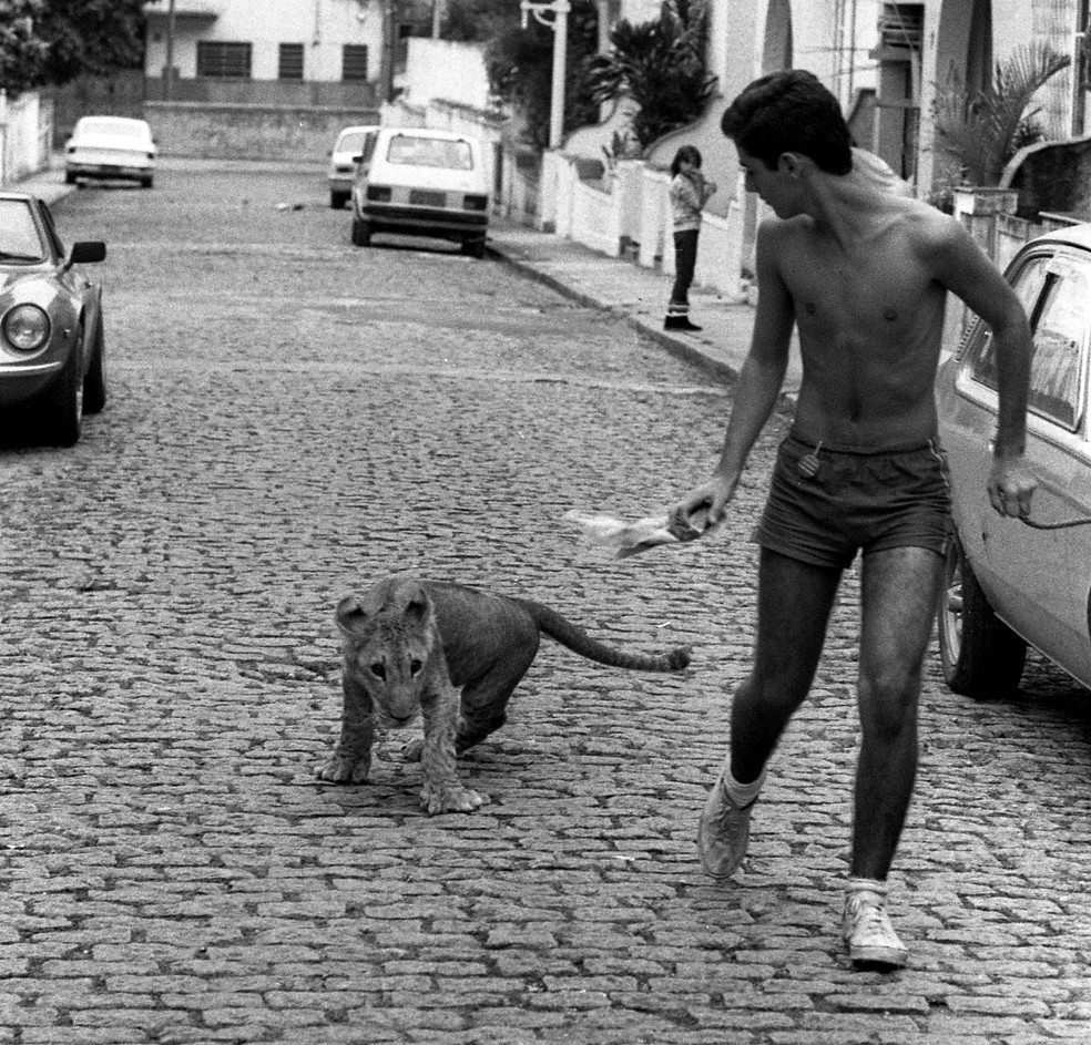 Leãozinho Jawa foi criado em vila na Tijuca — Foto: Sebastião Marinho / Agência O Globo