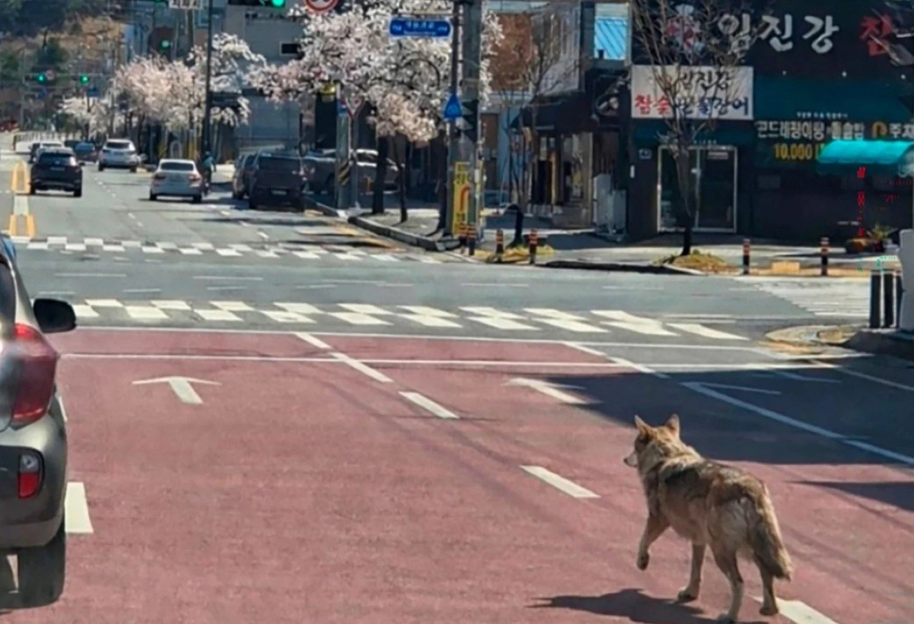 Imagem de lobo feita com IA causa pânico e leva sul-coreano à prisão