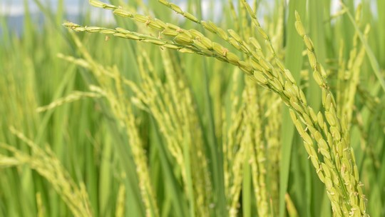 Preço do arroz teve queda em abril, mas expectativa é de alta em maio, o que pode elevar valor da cesta básica