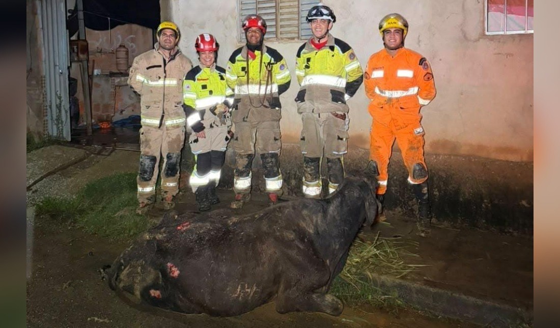 Vaca cai de altura de cinco metros e é resgatada pelos bombeiros em Montes Claros, MG - Foto