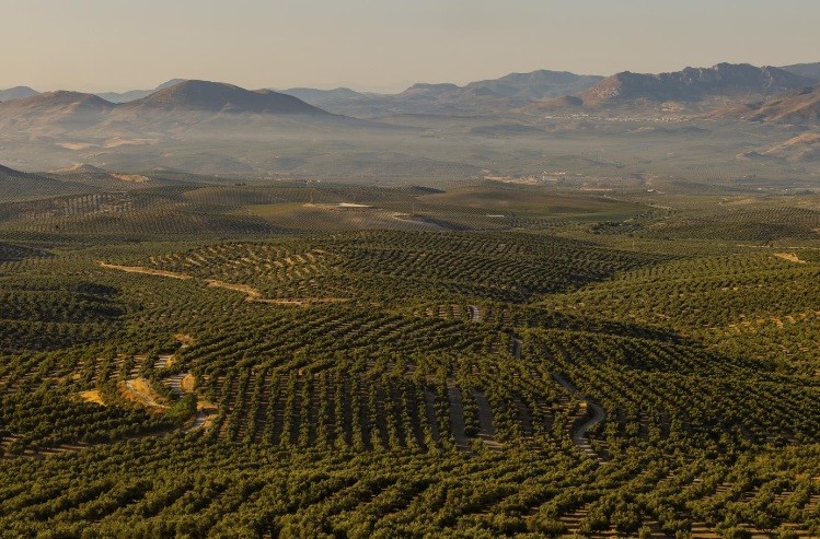 Pomares de oliveiras na província de Jaén, no sul da Espanha, considerada a capital mundial do azeite — Foto: Emilio Parra Doiztua/The New York Times