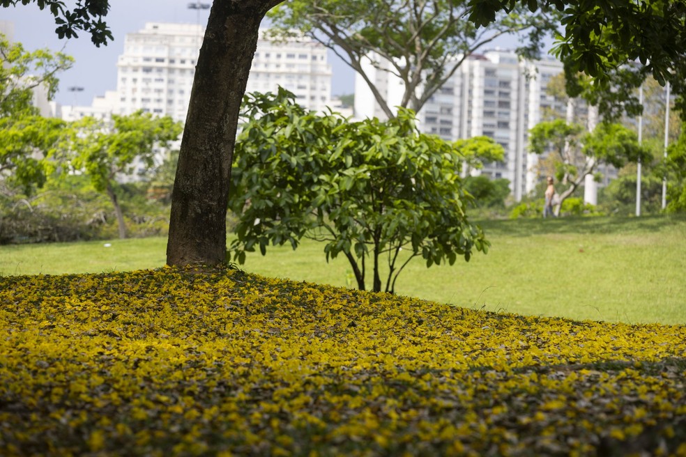 Oásis verde no meio da selva de pedra do Rio de Janeiro, Parque do Flamengo é excelente opção para atividades ao ar livre nessa primavera — Foto: Márcia Foletto/Agência O Globo