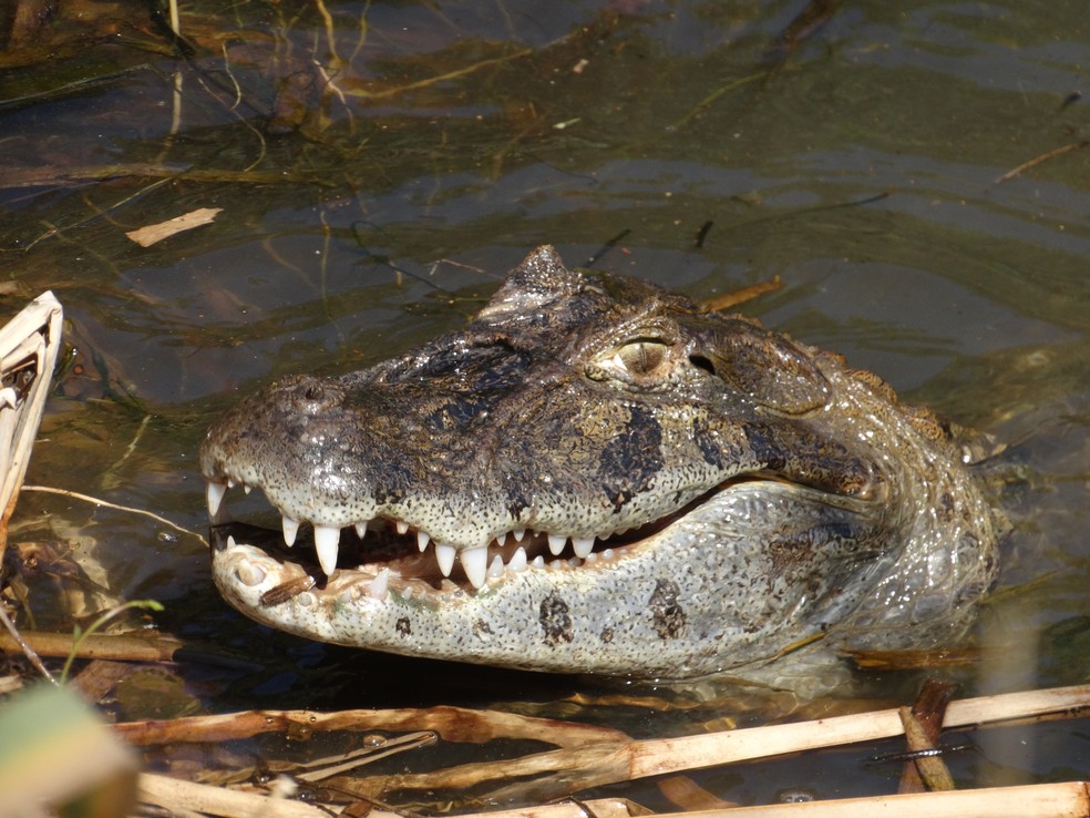 Lagoa do Camorim. Fêmea batizada Margarida pelo biólogo Mario Moscatelli, que a acompanha há três anos — Foto: Divulgação/Carolina T. Moscatelli