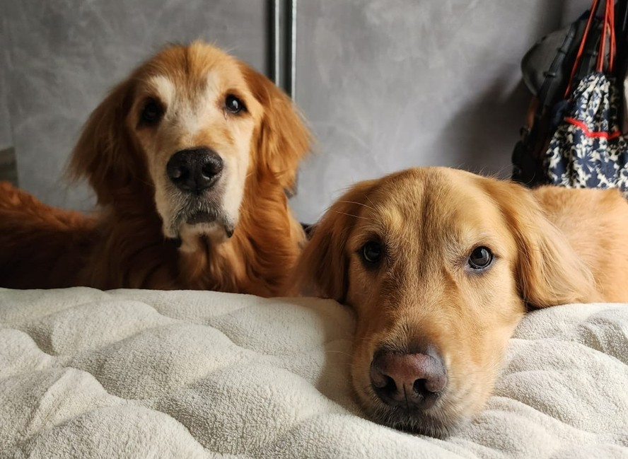 Cães da raça golden retriever
