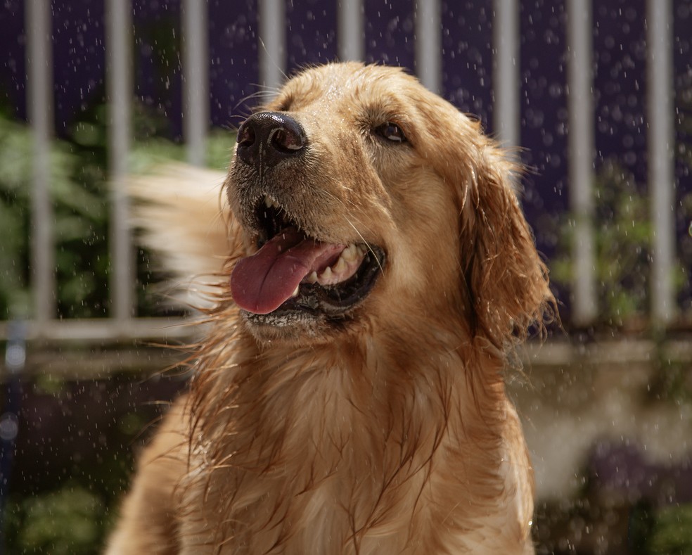 Cuidados com Pets. O cão Sol, da raça Golden Retriever se refresca com banho de mangueira — Foto: Paulo Moreira / Agência O Globo