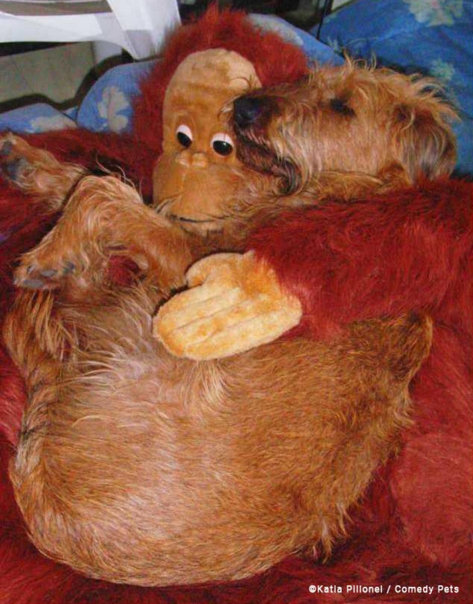 Cachorro dorme abraçado em bicho de pelúcia — Foto: Comedy Pet Photo Awards/Kenichi Morinaga