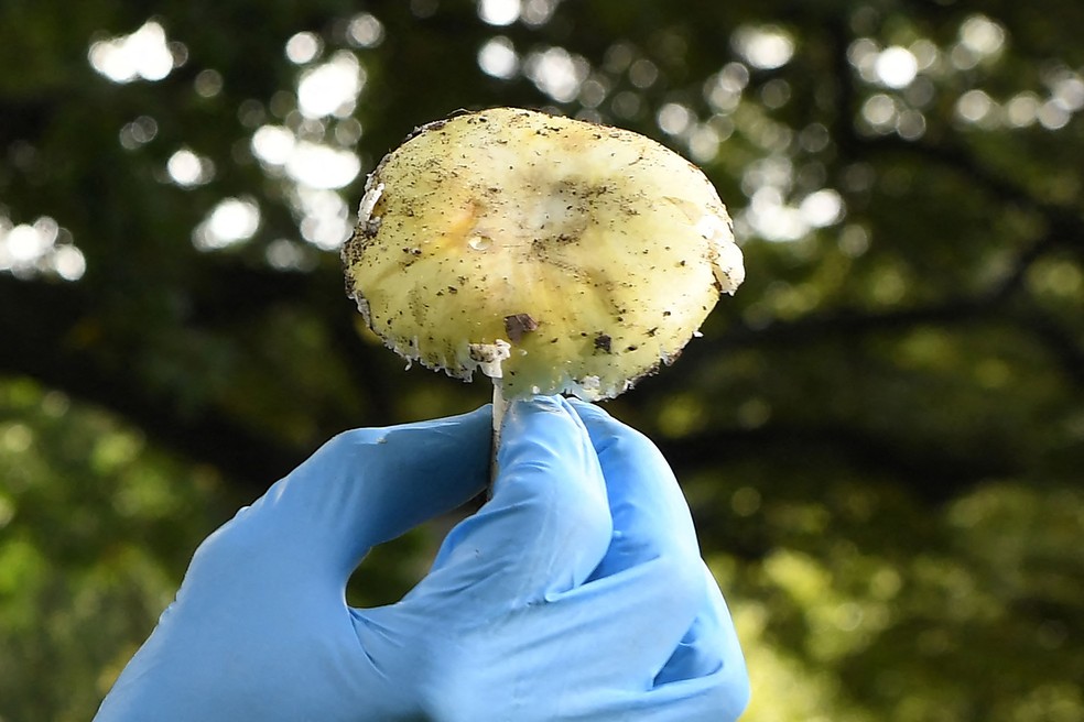 O cogumelo 'Death Cap', extremamente tóxico e responsável por 90% de todas as mortes por envenenamento por cogumelos na Austrália — Foto: William WEST / AFP