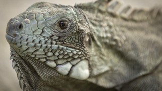 Iguana vista no Centro de Triagem de Animais Silvestres (Cetas), em Seropédica — Foto:  Márcia Foletto / Agência O Globo
