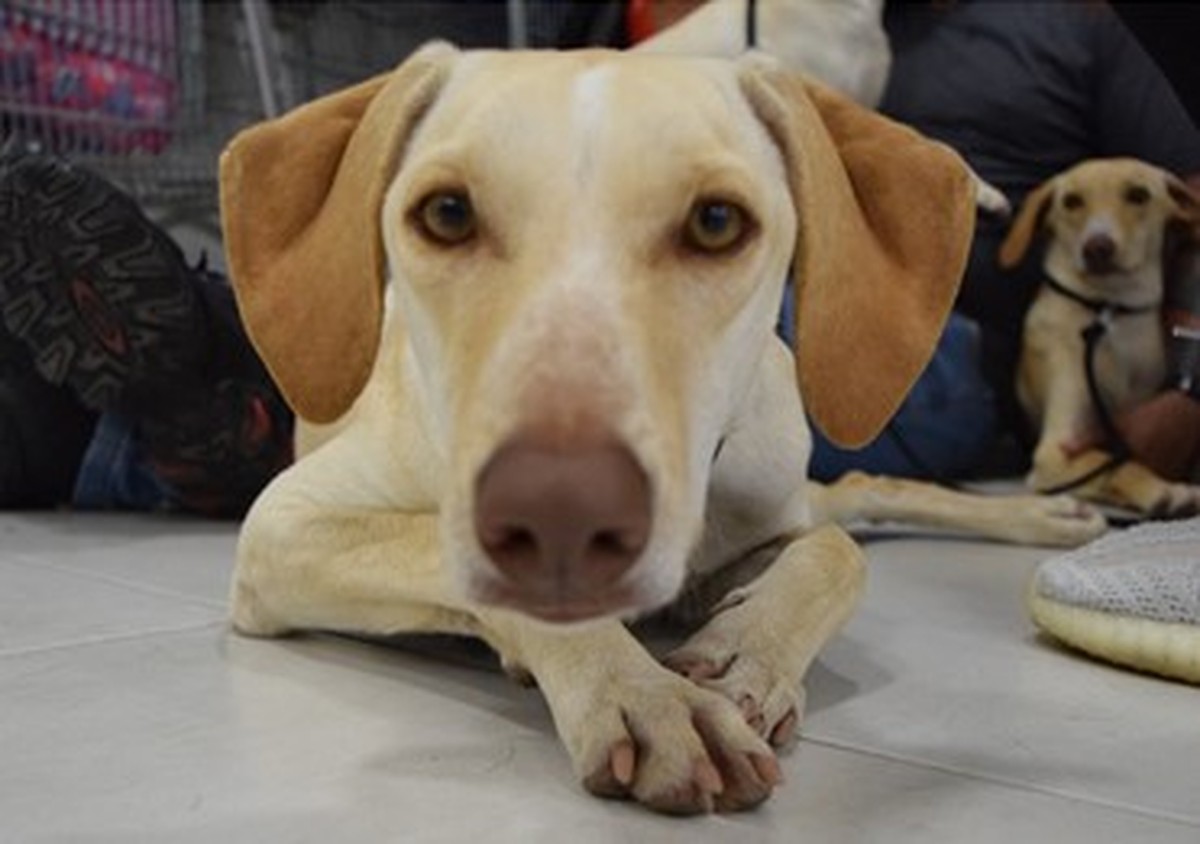 Cães e gatos: lei torna obrigatório que tutores registrem animais residentes no rio