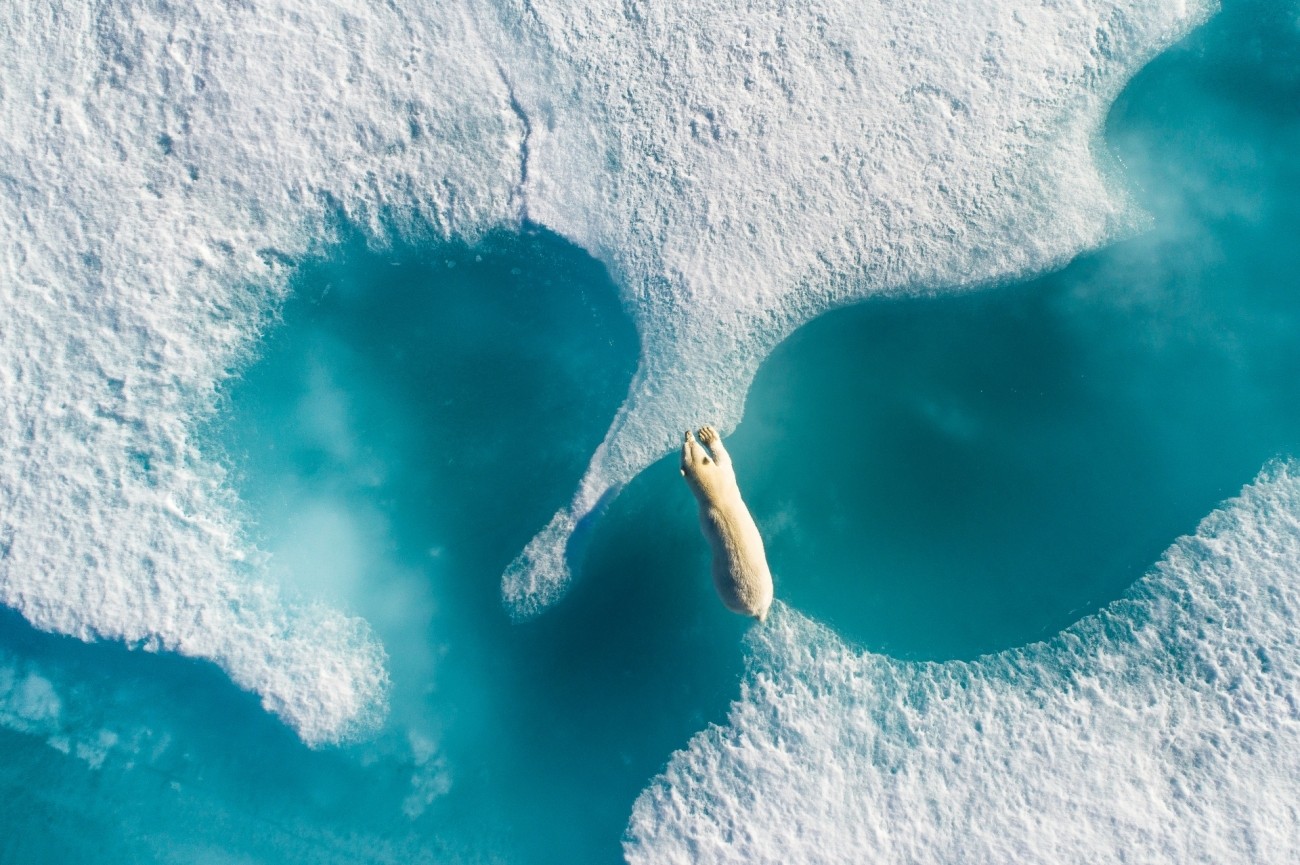 Um urso polar pula entre pedaços de água congelada no Canadá. O fotógrafo Florian Ledoux capturou o momento usando um drone em agosto de 2018. Animais estão enfrentando uma série de ameaças que estão afetando seu futuro status populacional. "Eles estão entre os primeiros refugiados da mudança climática", escreveu LedouxFlorian Ledoux