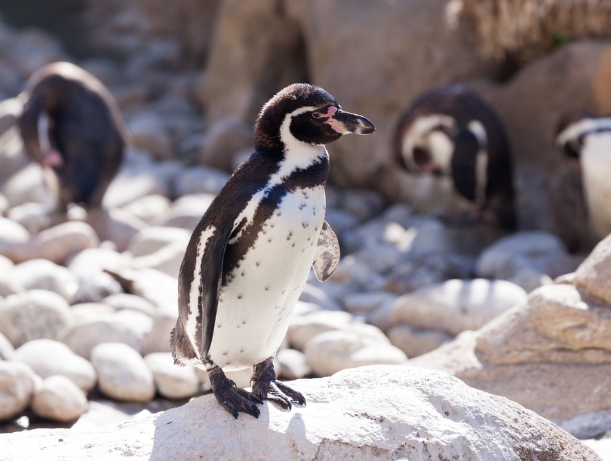 Marca de best sale roupa pinguim