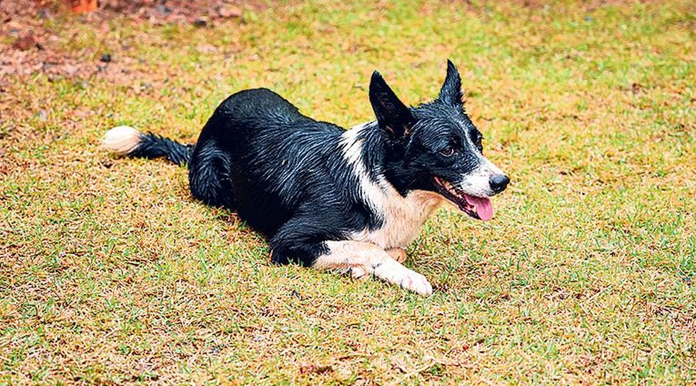 Pecuaristas apontam melhoria do bem-estar animal com uso do cão — Foto: Luís André/Secom-RS