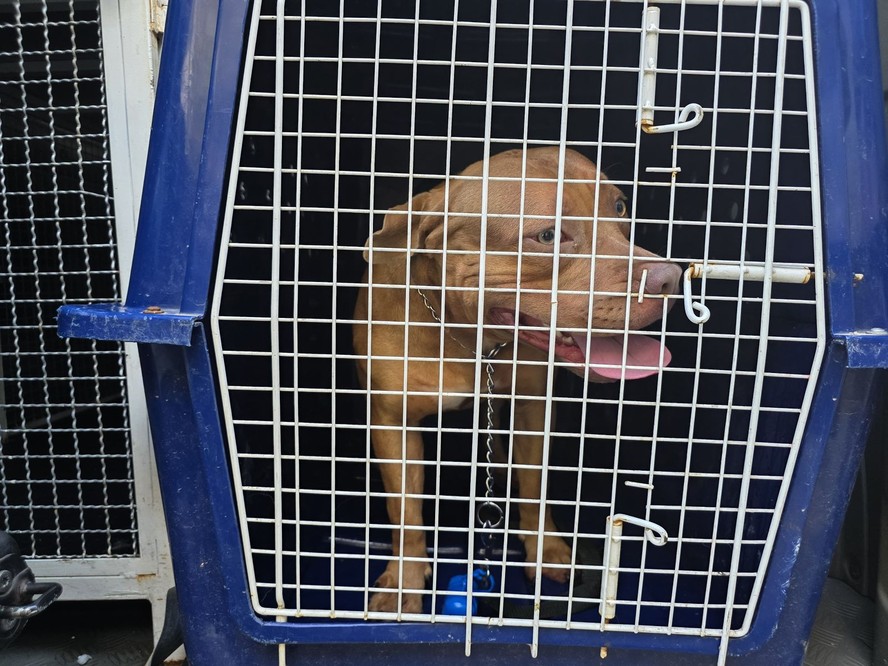 Imagem ilustrativa sobre Cachorro‑pitbull mata criança de 3 anos no Rio; raro “cachorro‑vinagre” surpreende no Pantanal