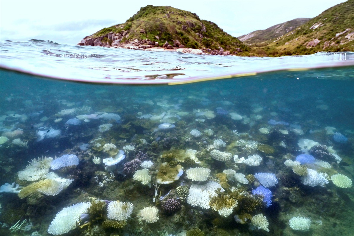 Foto dos corais — Foto: DAVID GRAY/AFP