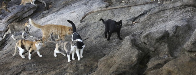 Projeto Uma só Saúde na Ilha Furtada tenta resgatar centenas de gatos que vivem na   chamada Ilha dos Gatos — Foto: Custodio Coimbra / Agência O Globo
