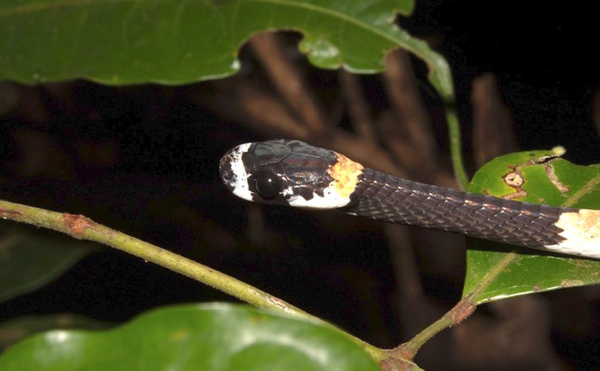 Modelo de jogo com cobra verde no fundo do espaço