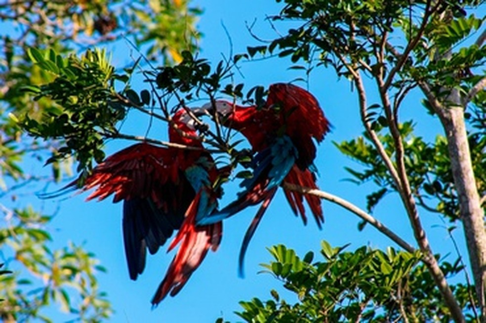 Reprodutor (direita) atacando arara (esquerda) que se aproximou do ninho &mdash; Foto: Divulga&ccedil;&atilde;o/Ibama