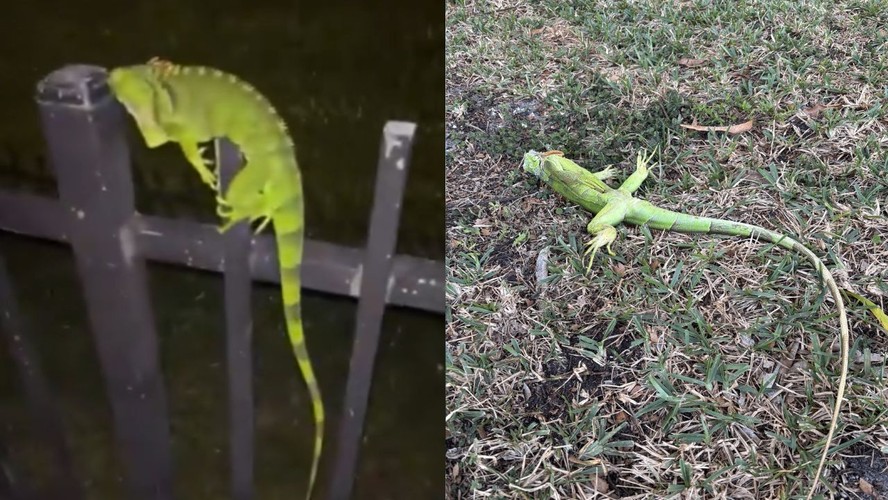 Imagens circulam nas redes sociais