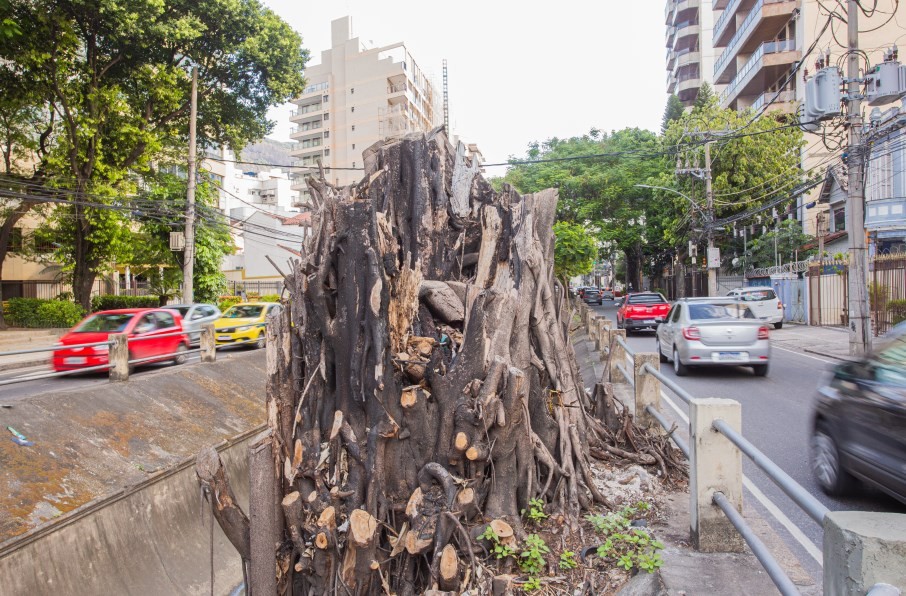 Uma em cada três espécies de árvores corre risco de extinção, aponta relatório