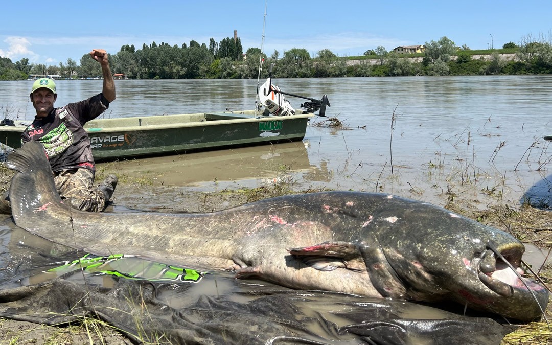 Pescador Alessandro Biancardi captura bagre gigante e bate recorde mundial, na Itália — Foto: Reprodução/Madcat
