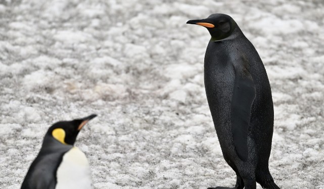 Pinguim de penas negras é encontrado em ilha no sul do Atlântico; entenda mutação genética rara