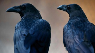Dois dos seis corvos que vivem na Torre de Londres: segundo a lenda, para que o reino da Inglaterra não se acabe, é preciso que haja ao menos uma dessas aves na antiga fortaleza — Foto: Benjamin Cremel / AFP