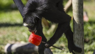 Macacos-aranhas, bugios e cuxi&uacute;s receberam picol&eacute;s de frutas. Cuidadores entraram nos recintos e entregaram as iguarias nas m&atilde;os dos bichinhos &mdash; Foto: Gabriel de Paiva/ Ag&ecirc;ncia O Globo