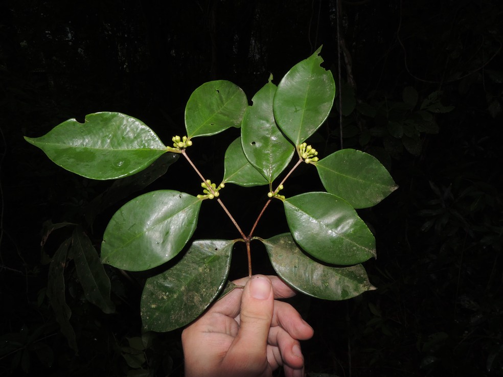 Ramo da espécie Siphoneugena carolynae, recém-descoberta por pesquisadores do Jardim Botânico do Rio — Foto: Divulgação/Inea