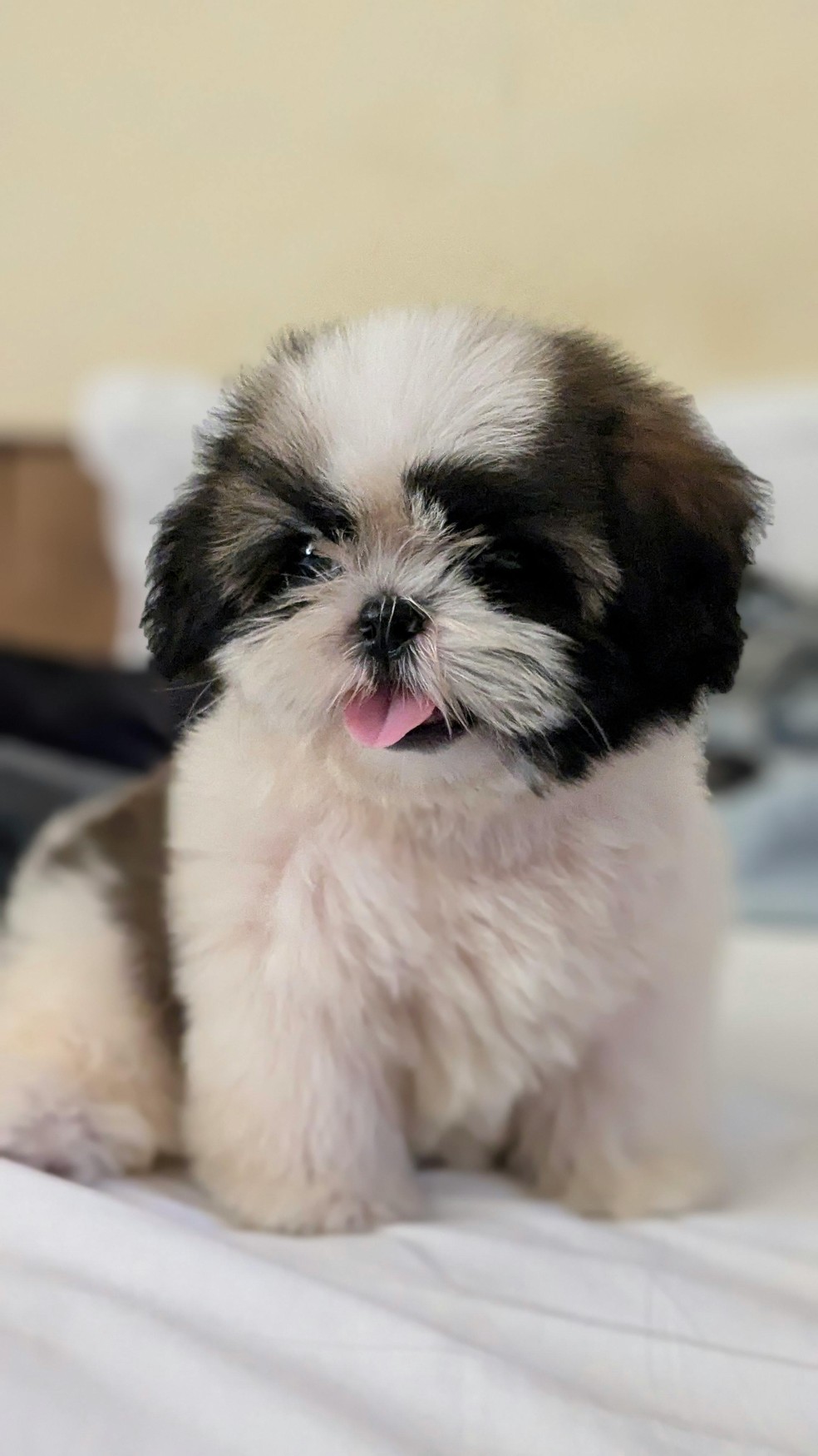 Shih Tzu filhote — Foto: Pexels