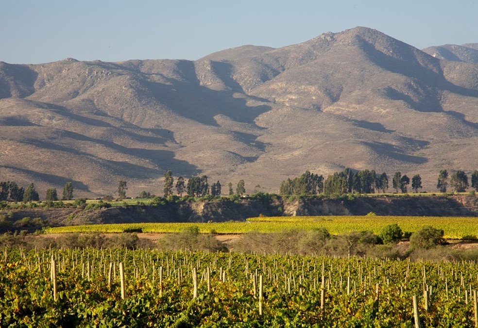 O vinhedo de Quebrada Seca, no Chile — Foto: Divulgação Concha y Toro