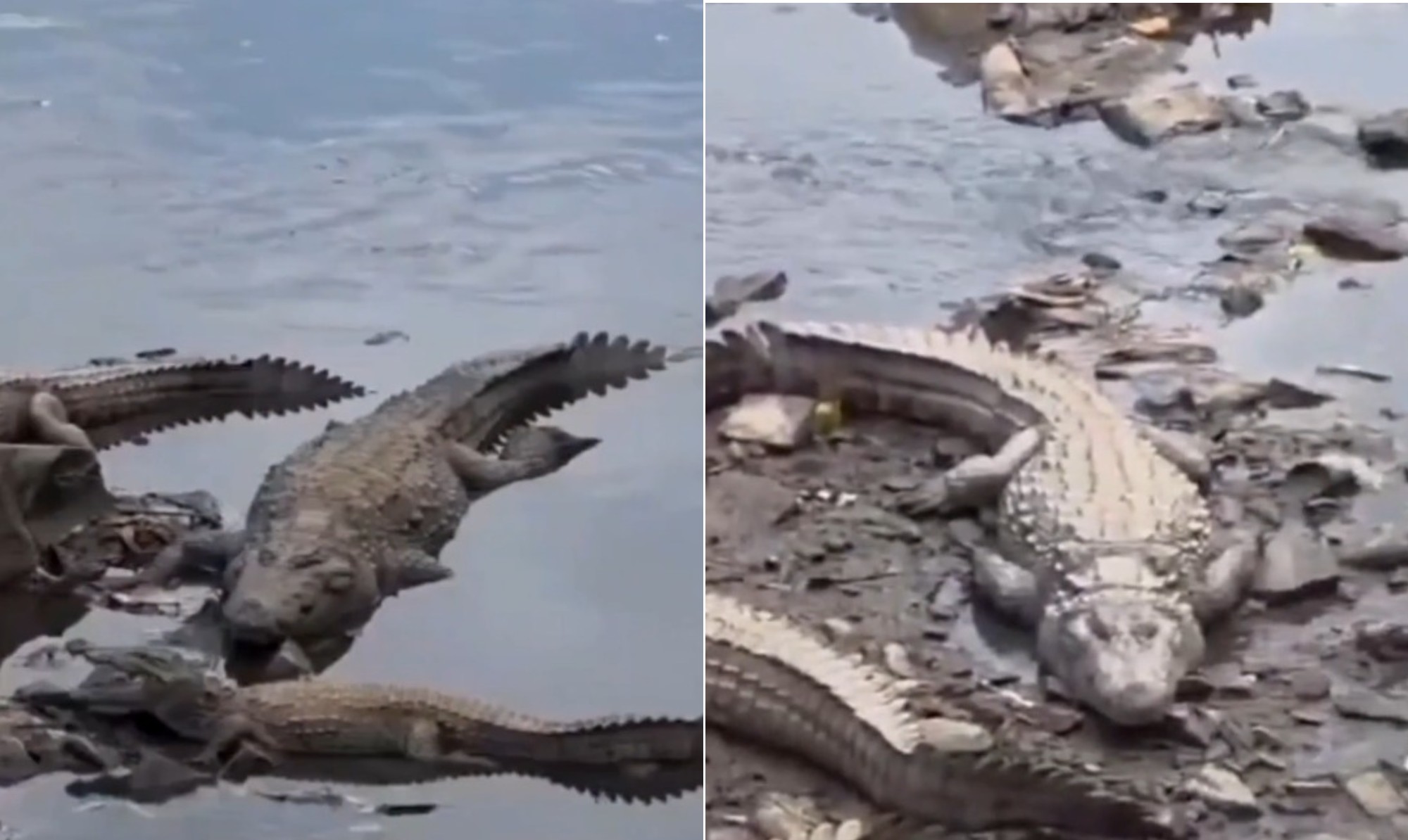 'Encontro de crocodilos': baixa no nível de rio na Índia reúne 12 animais em cena inusitada