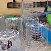 Policiais encontraram 'galos de briga' em cadeia onde estava Fito, no Equador — Foto: Reprodução