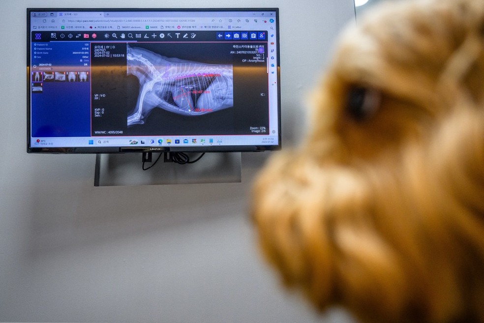 Quando Mozzi, de cinco anos, começou a andar "de forma não natural", seu dono preocupado o levou às pressas ao veterinário na Coreia do Sul, onde o problema do cão foi identificado não por um humano, mas por IA. — Foto: ANTHONY WALLACE / AFP)