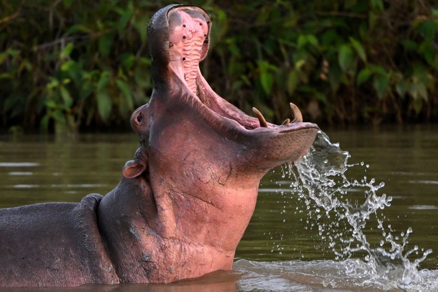 Um dos descendentes dos hipopótamos importados pelo narcotraficante Pablo Escobar para a Colômbia
