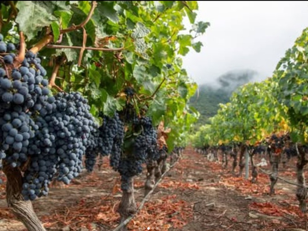 Vinhedo da VIK: melhor vinícola do mundo — Foto: Divulgação