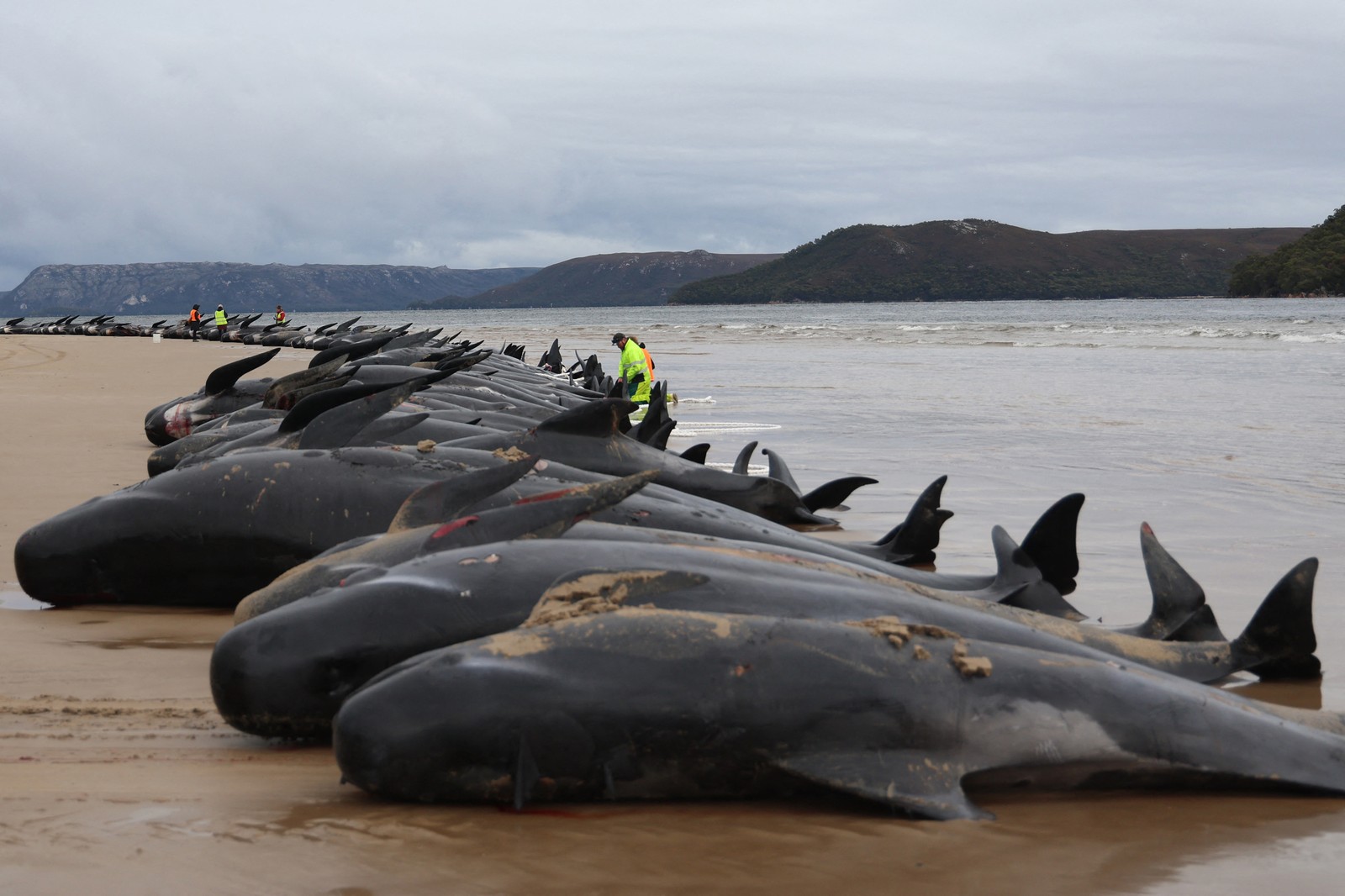 Equipe de biólogos da Tasmânia verifica carcaças de cerca de 200 baleias-piloto encalhadas em Macquarie Heads, na costa oeste da Tasmânia, na Austrália.  — Foto: Glenn NICHOLLS / AFP